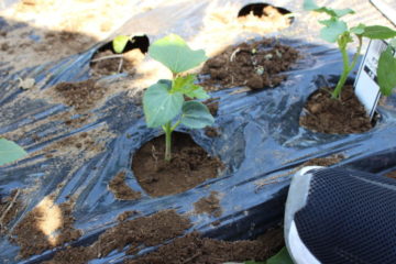 技術科栽培実習（オクラ）/　Planting Okra for Tech Lesson