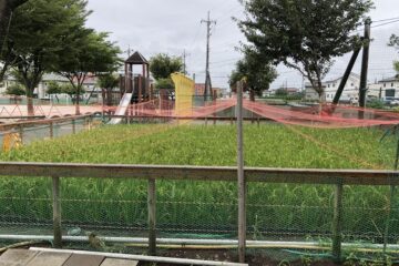 5年生 社会：校庭の田んぼ　Grade 5, Social Studies: Rice Field