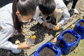 Grade 3 Learning the plant’s life cycle 植物の育ち方