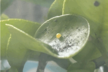 Grade 3 – Raise Swallowtail Butterflies