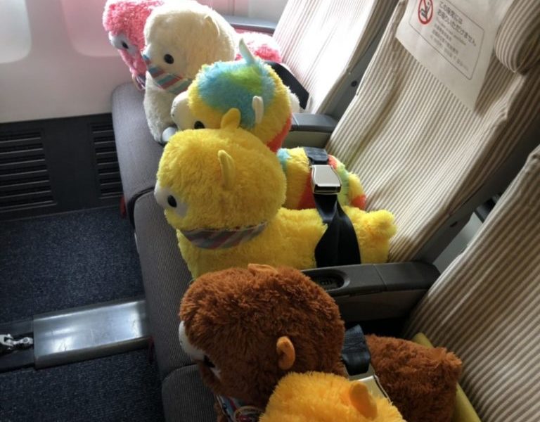Alpacas on their way home