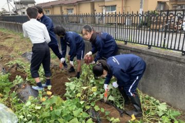 サツマイモを収穫しました！ Part2!! (第8学年技術科) / We harvested sweet potatoes! (8th grade technology department)