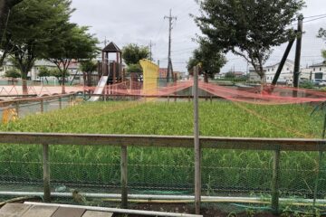 5年生 社会：校庭の田んぼ　Grade 5, Social Studies: Rice field in the school yard