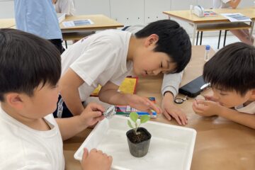 Grade 3: Insect Egg Observation