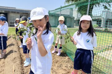 Grade 1: Planting sweet potatos and morning glories